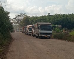 Hampir Puluhan Mobil Angkutan Batu Bara Melintasi Jalan Beruge – Macang Sakti, Diprediksi Bakal Merusak Jalan Kembali