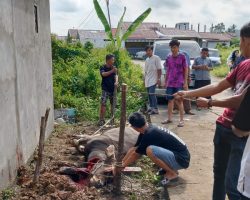 Idul Adha 1445 H, IWO Muba Potong Sapi Qurban