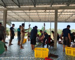 Idul Adha 1445 H, Desa Bumi Ayu Sembelih 7 Ekor Sapi dan 12 Ekor Kambing