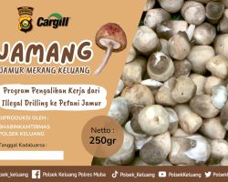 Inovasi Cerdas Kapolres Muba Buka Budidaya Jamur Merang Berasal Dari Limbah Kelapa Sawit