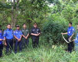 Tim Damkar Muba Lepas Liarkan Ular Hasil Evakuasi Kembali Ke Habitatnya