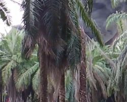 Penegakan Hukum Polsek Keluang yang Tumpul , Sumur Minyak Ilegal Kembali Terbakar