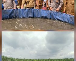 Panen Raya Jagung Serentak Kuartal IV di Desa Teluk Kijing III Sukses Digelar, Komitmen Bersama Dukung Swasembada Pangan