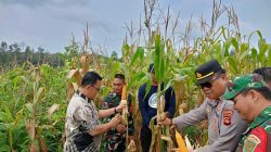 Mempercepat Ketahanan Pangan dan Kesejahteraan Petani Lokal, Panen Jagung Hibrida Digelar di Desa Bukit Selabu