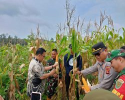 Mempercepat Ketahanan Pangan dan Kesejahteraan Petani Lokal, Panen Jagung Hibrida Digelar di Desa Bukit Selabu