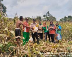 Sinergi Polsek Batanghari Leko dan Pemdes Sako Suban, Panen Jagung Bersama Dukung Ketahanan Pangan dan Kesejahteraan Masyarakat