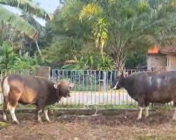 Semarak Idul Adha 1447 H di Desa Sukajaya, 18 Ekor Sapi dan 5 Ekor Kambing untuk Kurban