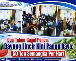 Dua Tahun Gagal Panen, Bayung Lincir Kini Panen Raya: 50 Ton Semangka Per Hari