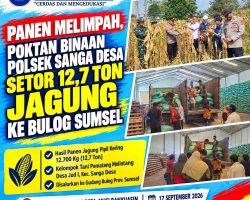 Panen Melimpah, Poktan Binaan Polsek Sanga Desa Setor 12,7 Ton Jagung ke Bulog Sumsel