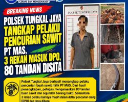Polsek Tungkal Jaya Tangkap Pelaku Pencurian Sawit PT MAS, 3 Rekan Masuk DPO, 80 Tandan Disita